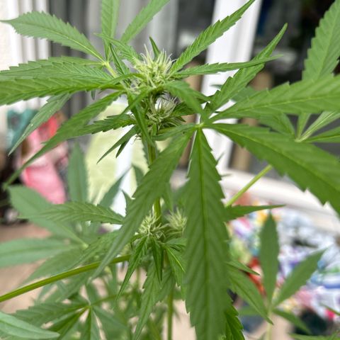 Frosted Guava #1 growlog timeline photo