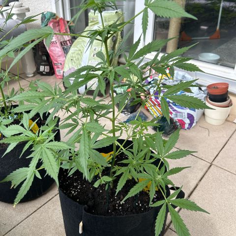 Frosted Guava #3 growlog timeline photo
