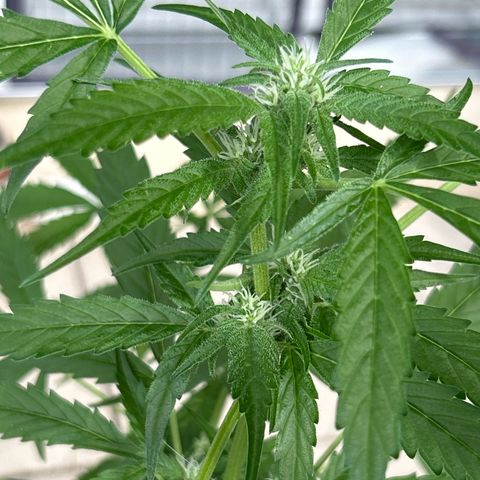 Frosted Guava #3 growlog timeline photo