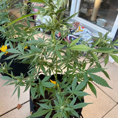 Frosted Guava #3 growlog timeline photo