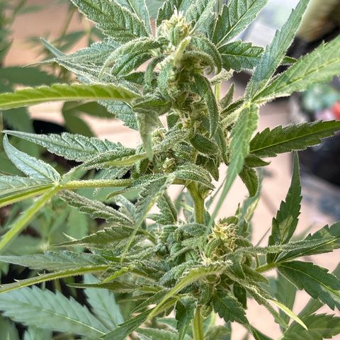 Frosted Guava #3 growlog timeline photo