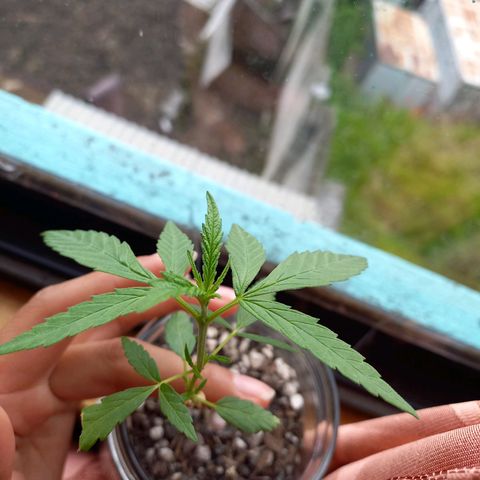 Chalu growlog photo: Excelente color, y a presentado unos pequeños brotes en la parte baja de tallo