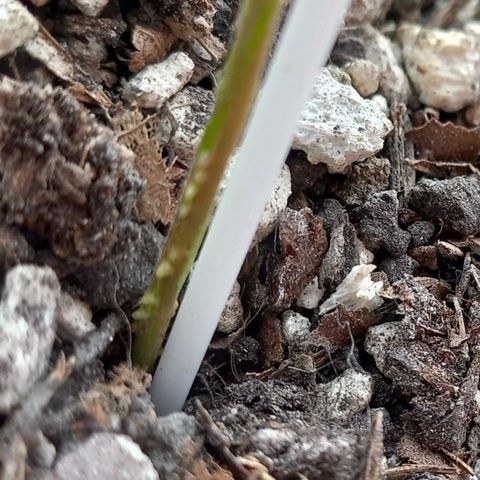 Chalu growlog photo: Excelente color, y a presentado unos pequeños brotes en la parte baja de tallo