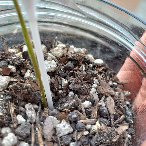 Chalu growlog timeline photo