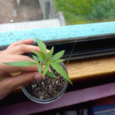 Chalu growlog photo: Tiene buen aspecto, y se ve vigoroso 