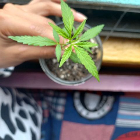 Chalu growlog photo: Tiene buen aspecto, y se ve vigoroso 