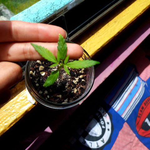 Chalu growlog photo: Con el respectivo riego a recuperado su color verde intenso 