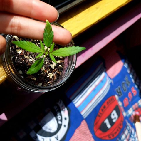 Chalu growlog photo: Con el respectivo riego a recuperado su color verde intenso 