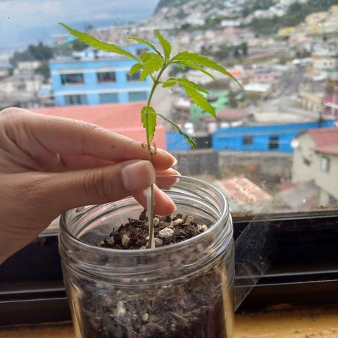 Chalu growlog photo: Se debe tener cuidado porque el tallo es frágil y podemos dañar la planta si se manipula de más.