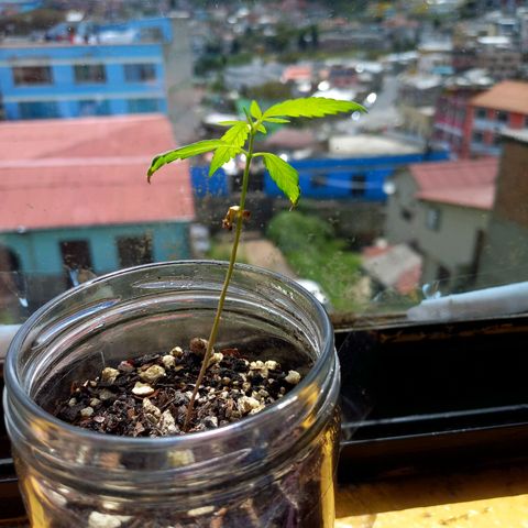Chalu growlog photo: La punta de una hoja está como quemada, pero la planta en general se encuentra bien.