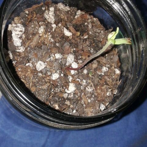 Chalu growlog photo: Responde bien al riego 