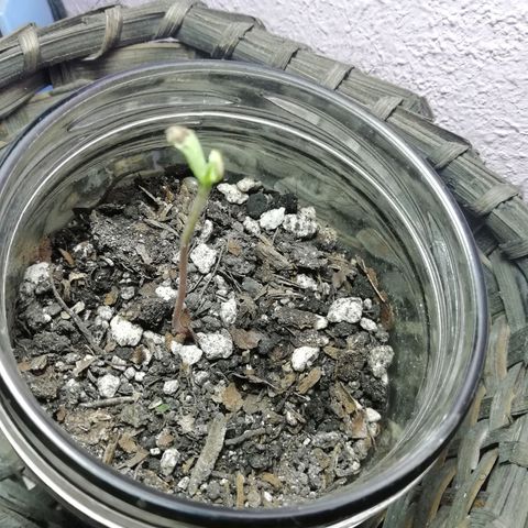 Chalu growlog photo: Responde bien al riego 