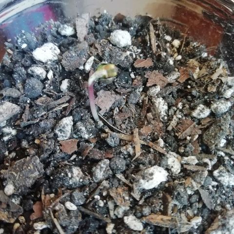 Chalu growlog photo: Tiene 2 cm de largo y se ve bastante bien