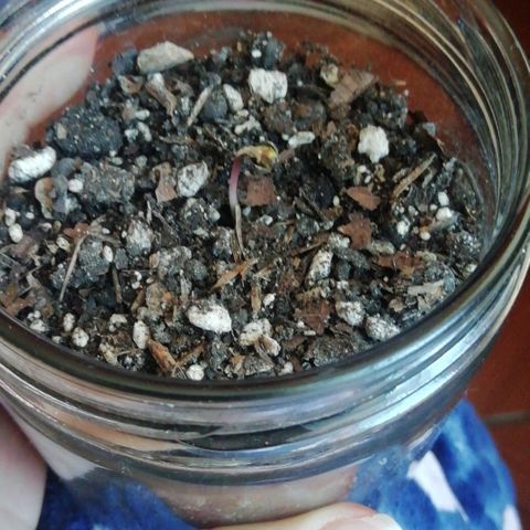 Chalu growlog photo: Tiene 2 cm de largo y se ve bastante bien