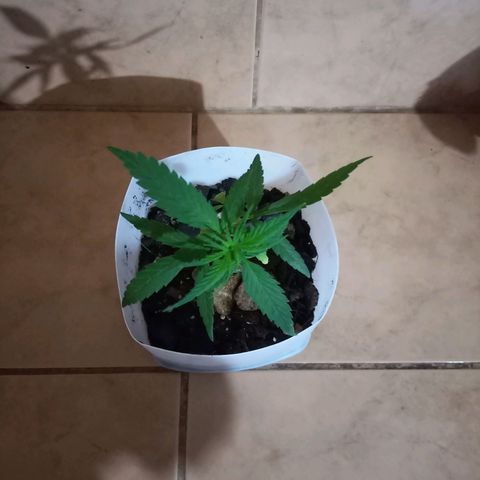 Chalu growlog photo: La planta tiene un color verde intenso y sus hojas están muy lindas