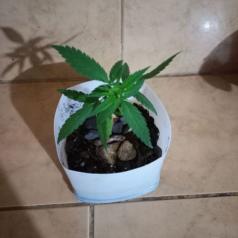 Chalu growlog photo: La planta tiene un color verde intenso y sus hojas están muy lindas