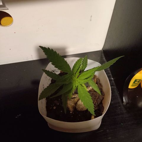Chalu growlog photo: Se ve vigorosa aunque tiene una hoja marchita muy amarillenta