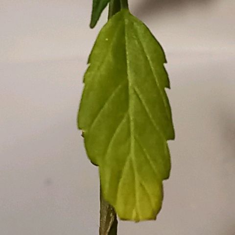 Chalu growlog photo: Se ve vigorosa aunque tiene una hoja marchita muy amarillenta