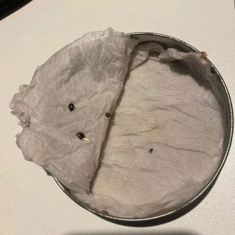 Chalu growlog photo: Nueva germinacion 