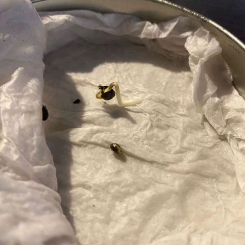 Chalu growlog photo: Solo una de las semillas a logrado germinar bien 