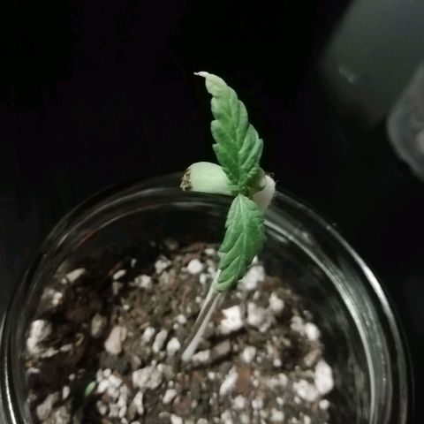 Chalu growlog photo: Han salido las primeras hojas