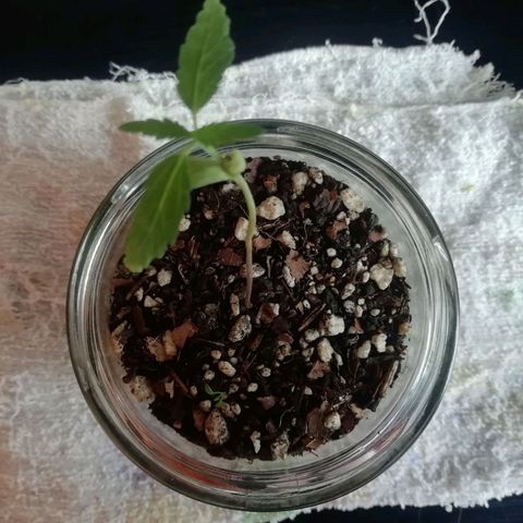 Chalu growlog photo: Va creciendo bien sin mayor dificultad
