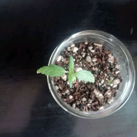 Chalu growlog photo: Va creciendo bien sin mayor dificultad