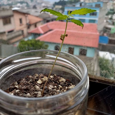 Chalu growlog photo: Los cotiledones han empezado a secarse y las hojitas han crecido 