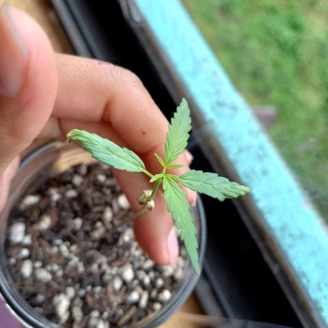 Chalu growlog photo: Los cotiledones han empezado a secarse y las hojitas han crecido 