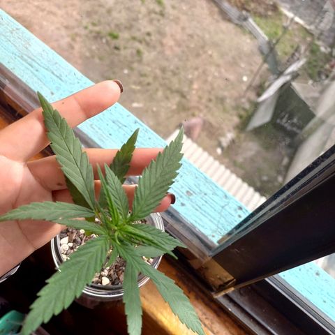 Chalu growlog photo: Están saliendo varias hojas más, no hizo mucho sol por lo que estaba un poco decaida