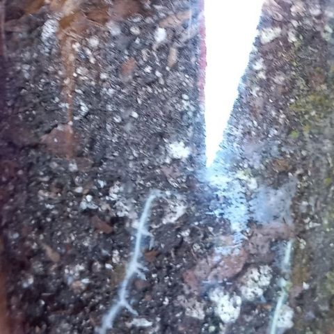 Chalu growlog photo: Se alcanzan a ver las raíces a través de vidrio de la maceta 