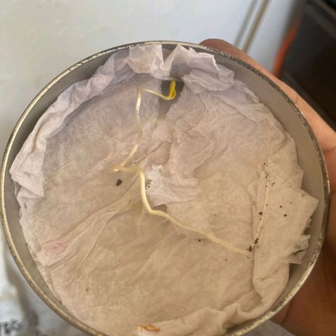 Chalu growlog photo: A tenido un buen crecimiento por lo que es momento de pasarla a un recipiente más grande.