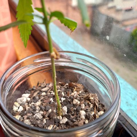Chalu growlog timeline photo