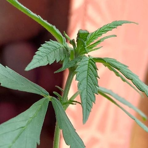 Chalu growlog photo: Nuevas hojas emergiendo