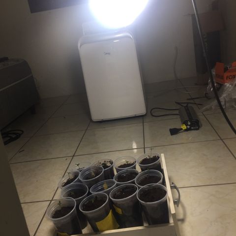 Grow hps 600w growlog photo: Luz 100w dia levar na gaveta 