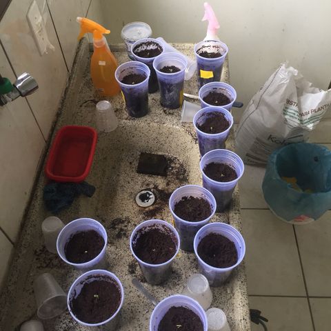 Grow hps 600w growlog timeline photo