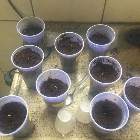Grow hps 600w growlog timeline photo