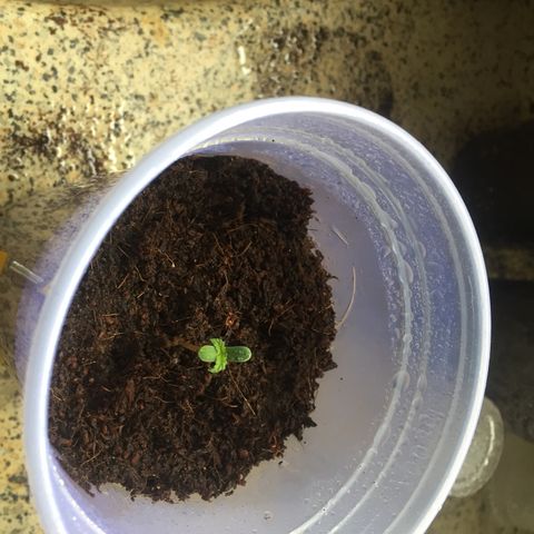 Grow hps 600w growlog timeline photo