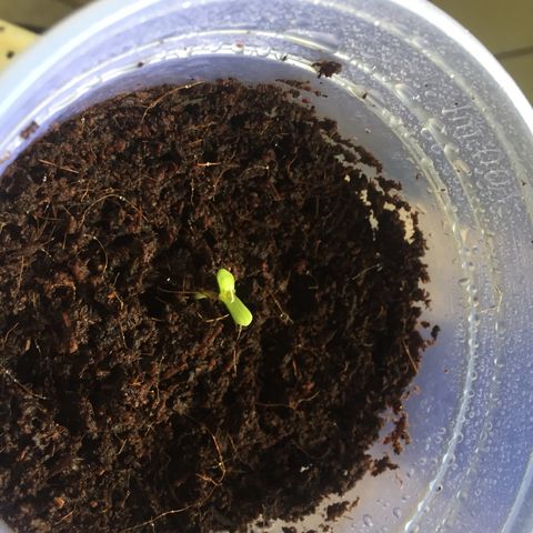 Grow hps 600w growlog timeline photo