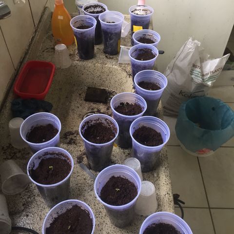 Grow hps 600w growlog timeline photo