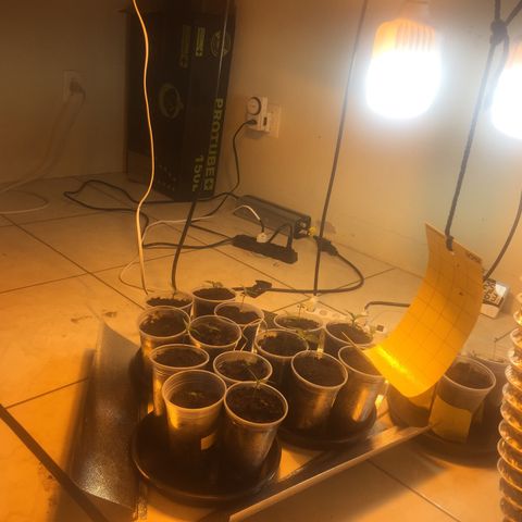 Grow hps 600w growlog timeline photo