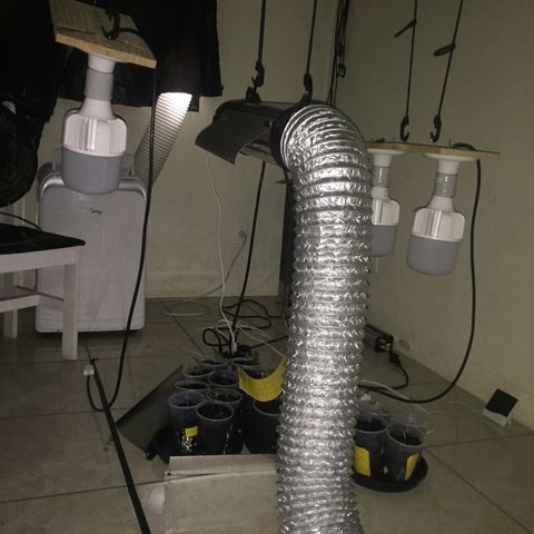 Grow hps 600w growlog timeline photo