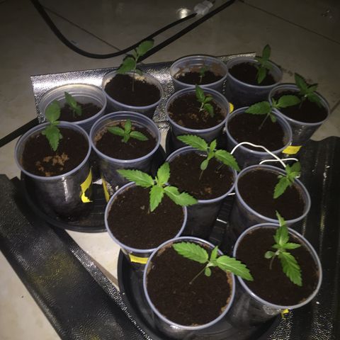 Grow hps 600w growlog timeline photo