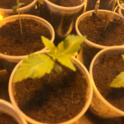 Grow hps 600w growlog timeline photo