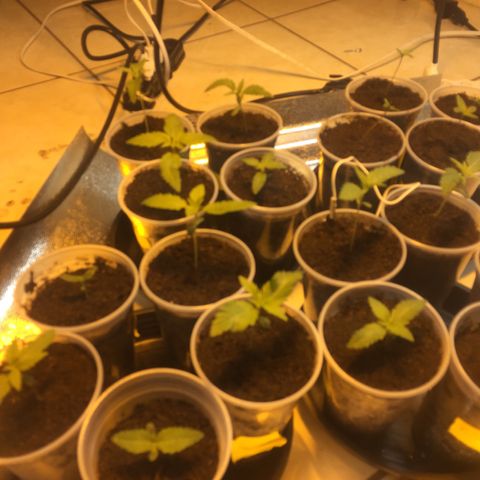 Grow hps 600w growlog timeline photo