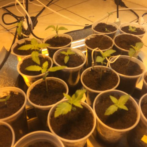 Grow hps 600w growlog timeline photo