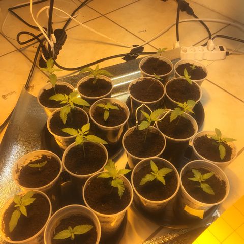 Grow hps 600w growlog photo: 19:10