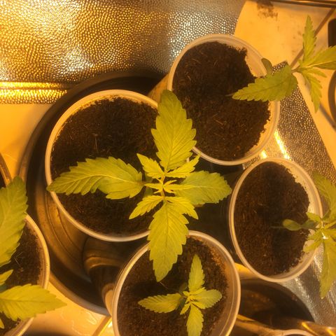 Grow hps 600w growlog photo: 19:10