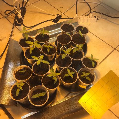 Grow hps 600w growlog photo: 01:00