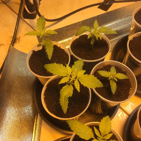 Grow hps 600w growlog photo: 01:00